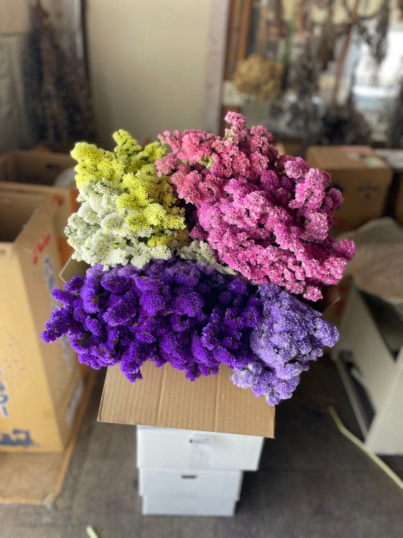 スターチス　ニュアンス系お任せmix 80→100本