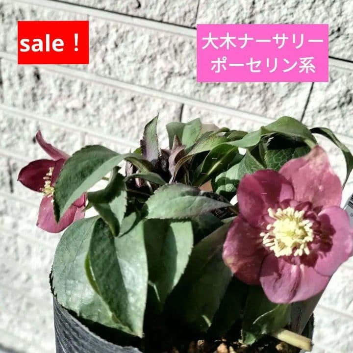 クリスマスローズ　sdポーセリン系　赤　原種交配　大木ナーサリー　バラ　苗　鉢