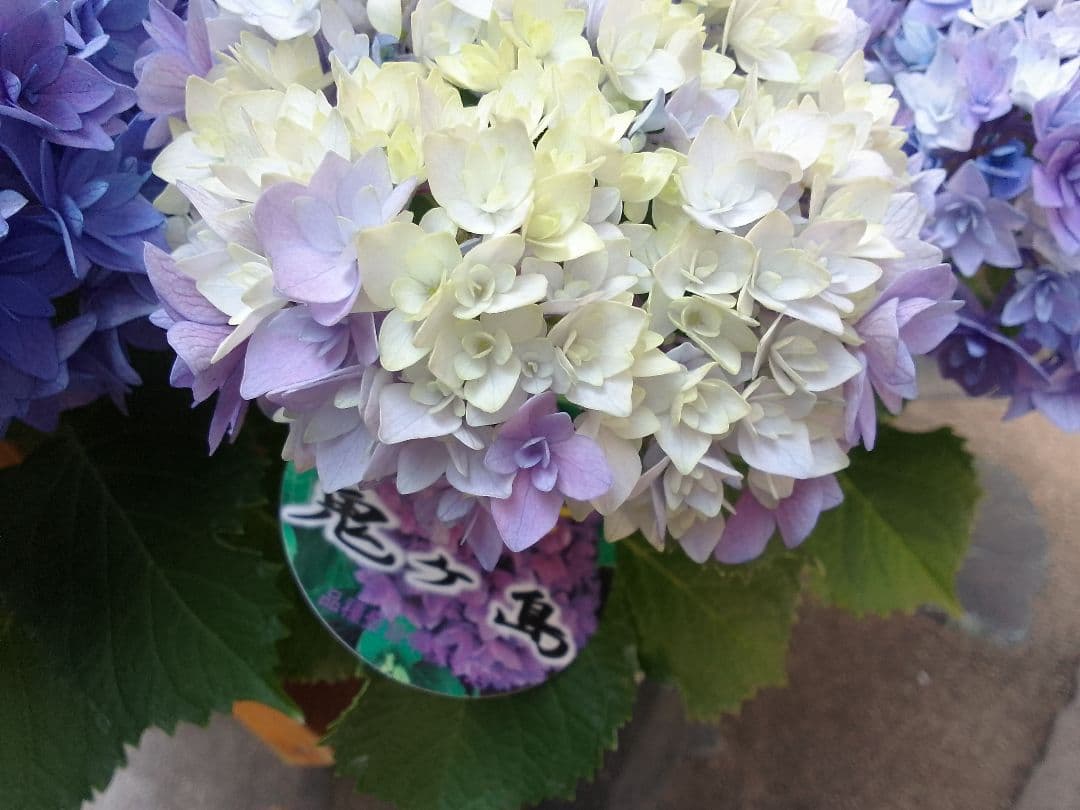 アンティークカラーに。。◆ボリューム満点◆幾重にも重なった花弁　鬼ヶ島　紫陽花