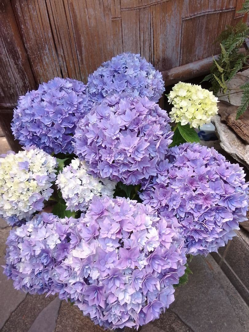 アンティークカラーに。。◆ボリューム満点◆幾重にも重なった花弁　鬼ヶ島　紫陽花