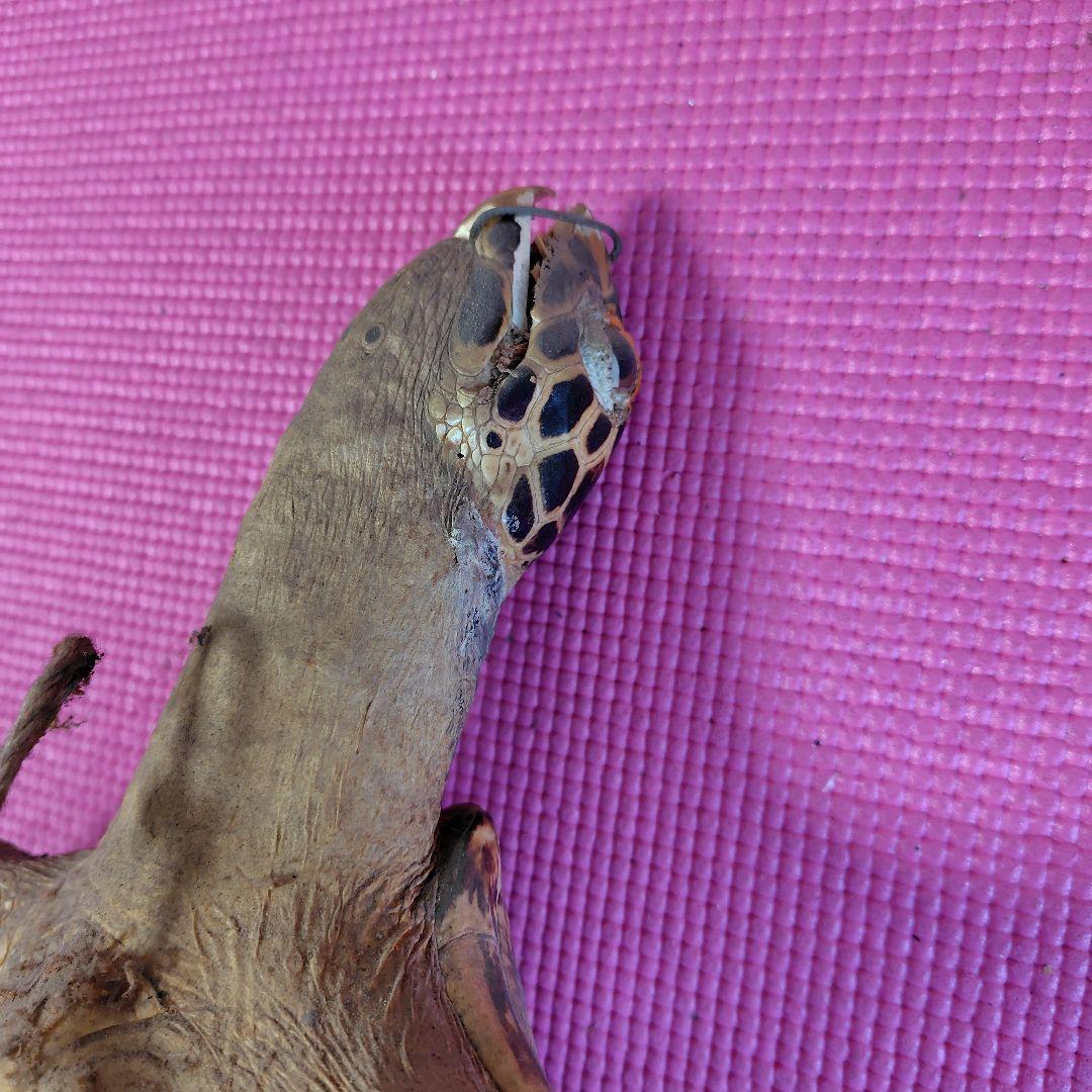 亀 　タイマイ 置物 インテリア オブジェ 縁起物 剥製