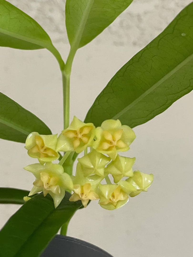 年末セール　レア　ホヤ　蕾つきHoya Platycaulis サクララン