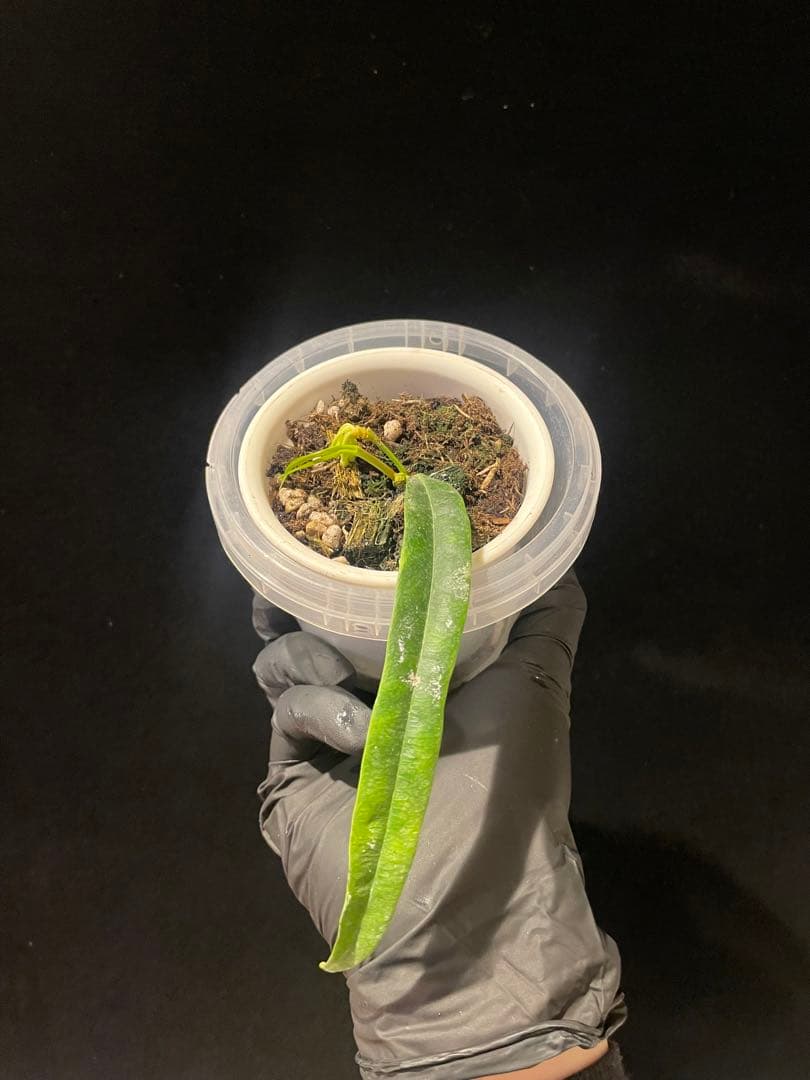 年末セール　レア　ホヤ　蕾つきHoya Platycaulis サクララン