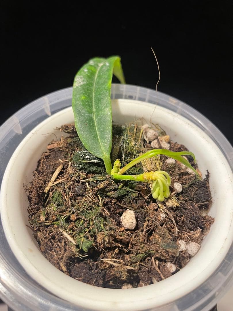 年末セール　レア　ホヤ　蕾つきHoya Platycaulis サクララン