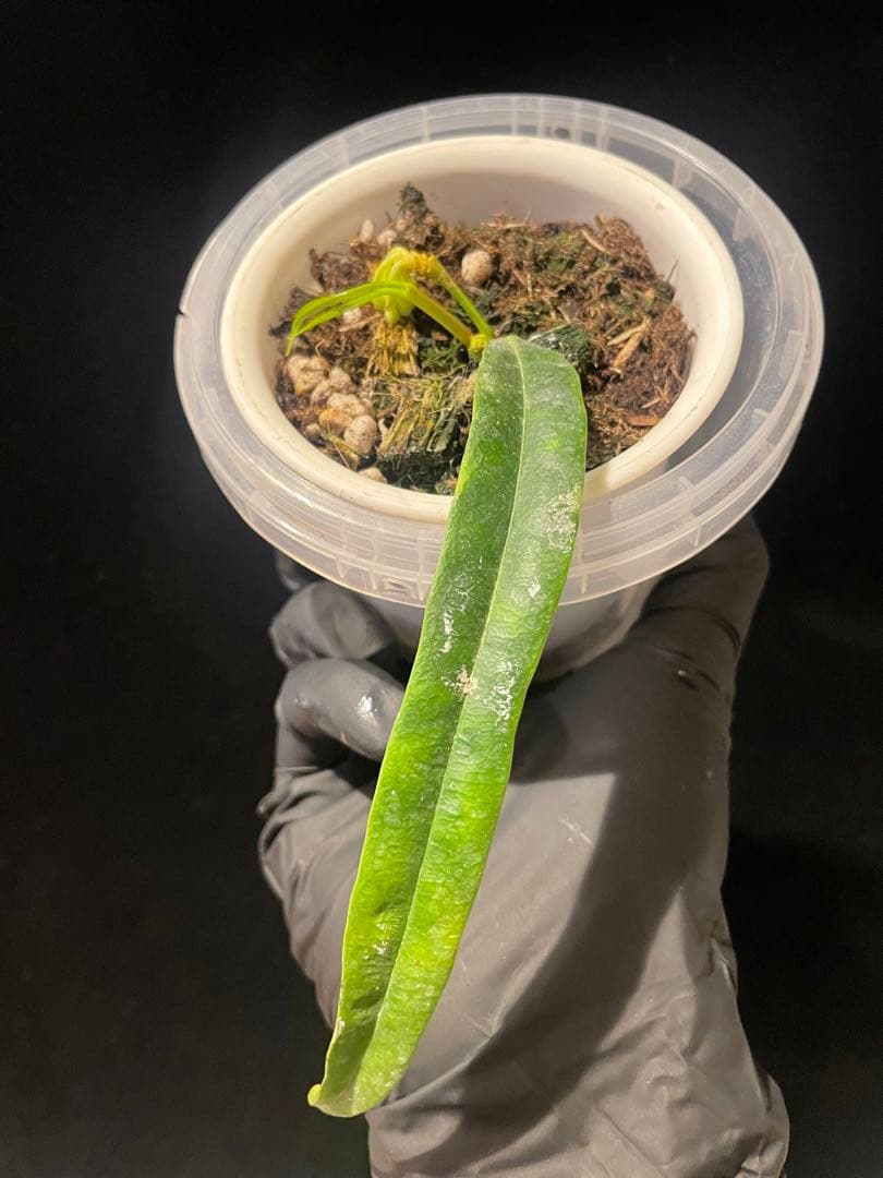 年末セール　レア　ホヤ　蕾つきHoya Platycaulis サクララン