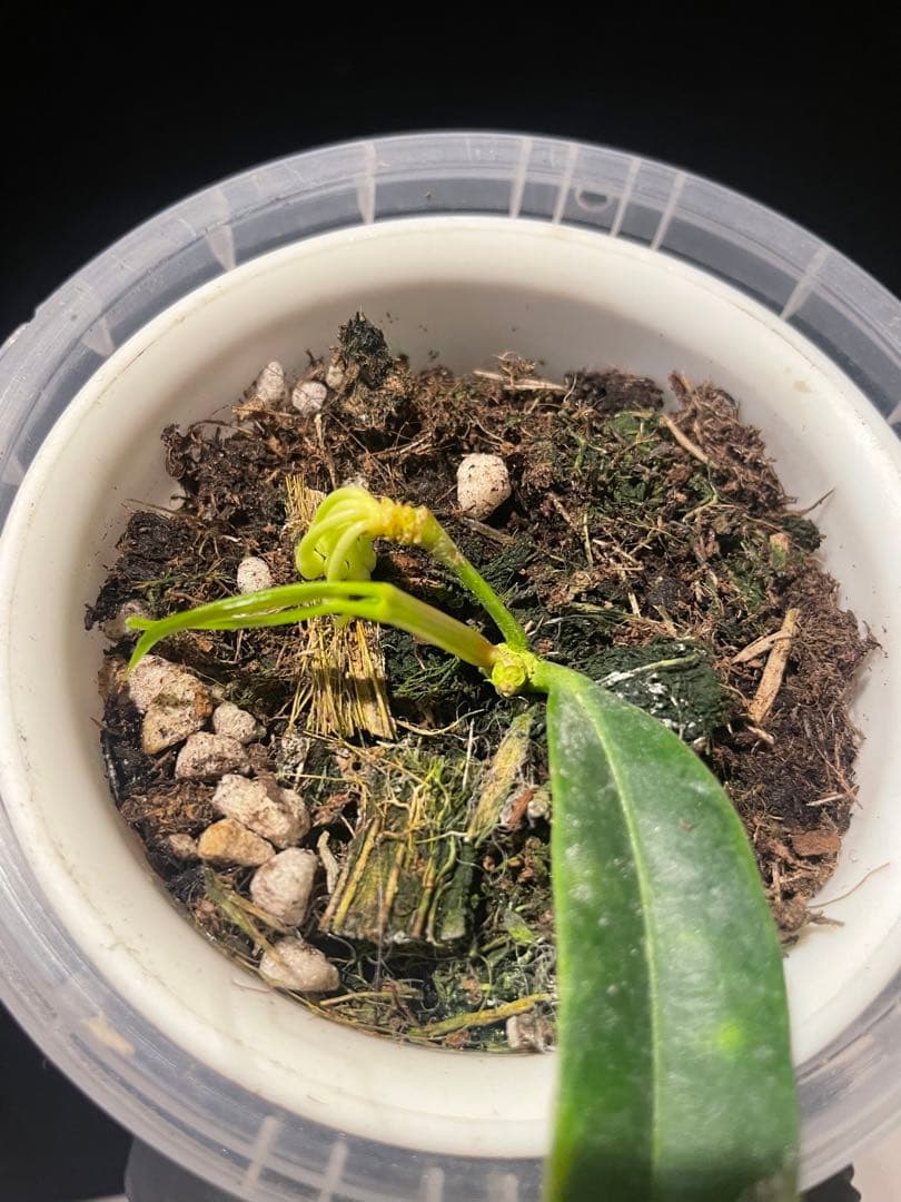 年末セール　レア　ホヤ　蕾つきHoya Platycaulis サクララン