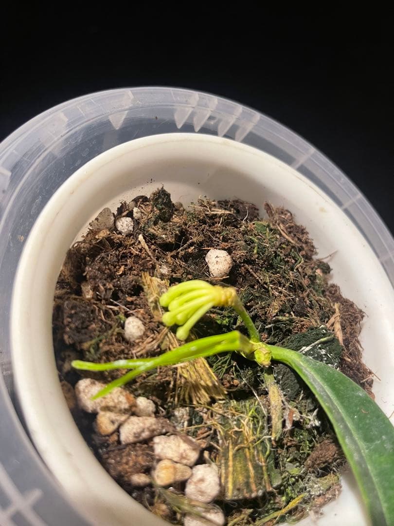 年末セール　レア　ホヤ　蕾つきHoya Platycaulis サクララン