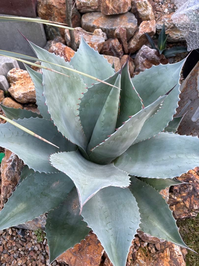 引取り限定　アガベ　オバティフォリア大株