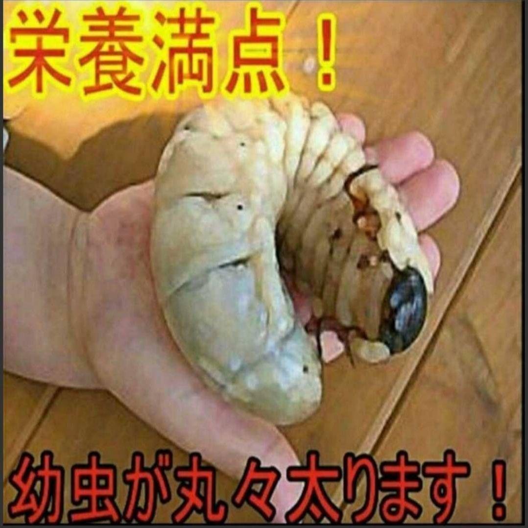 たっぷり200リットル☆大量飼育に！カブトムシ幼虫専用発酵マット☆産卵にも抜群！