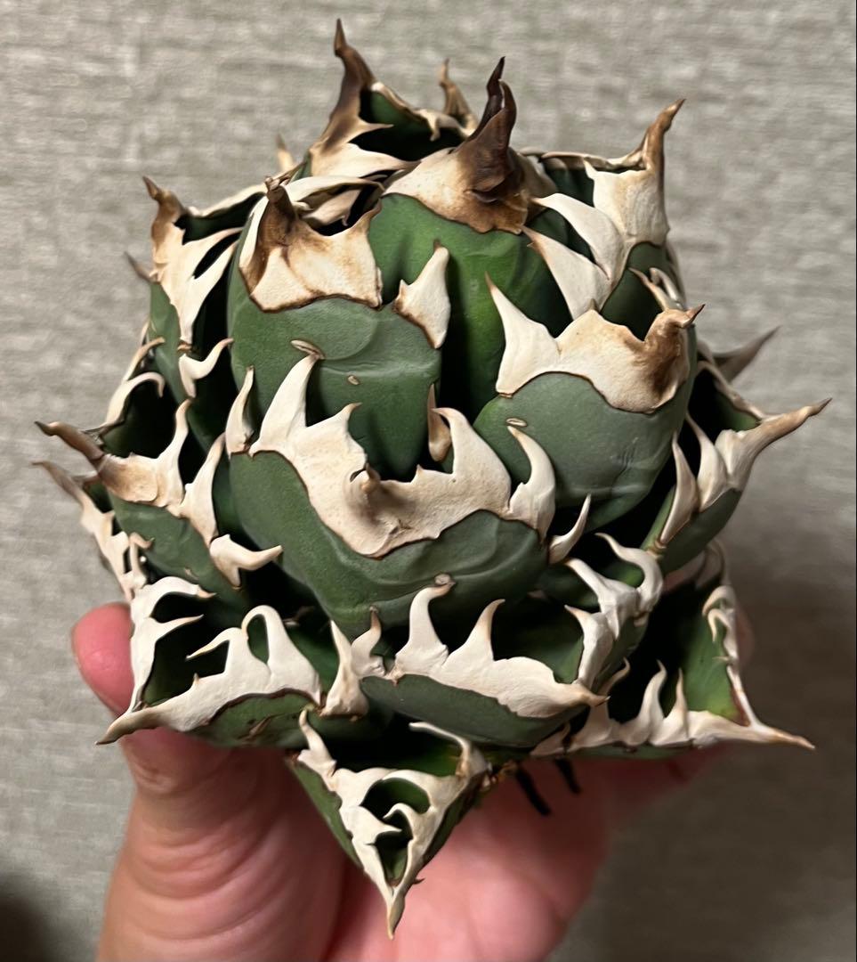 【値下げ】コレクション株　レッドキャットウィーズル　ボールタイプ　極上株