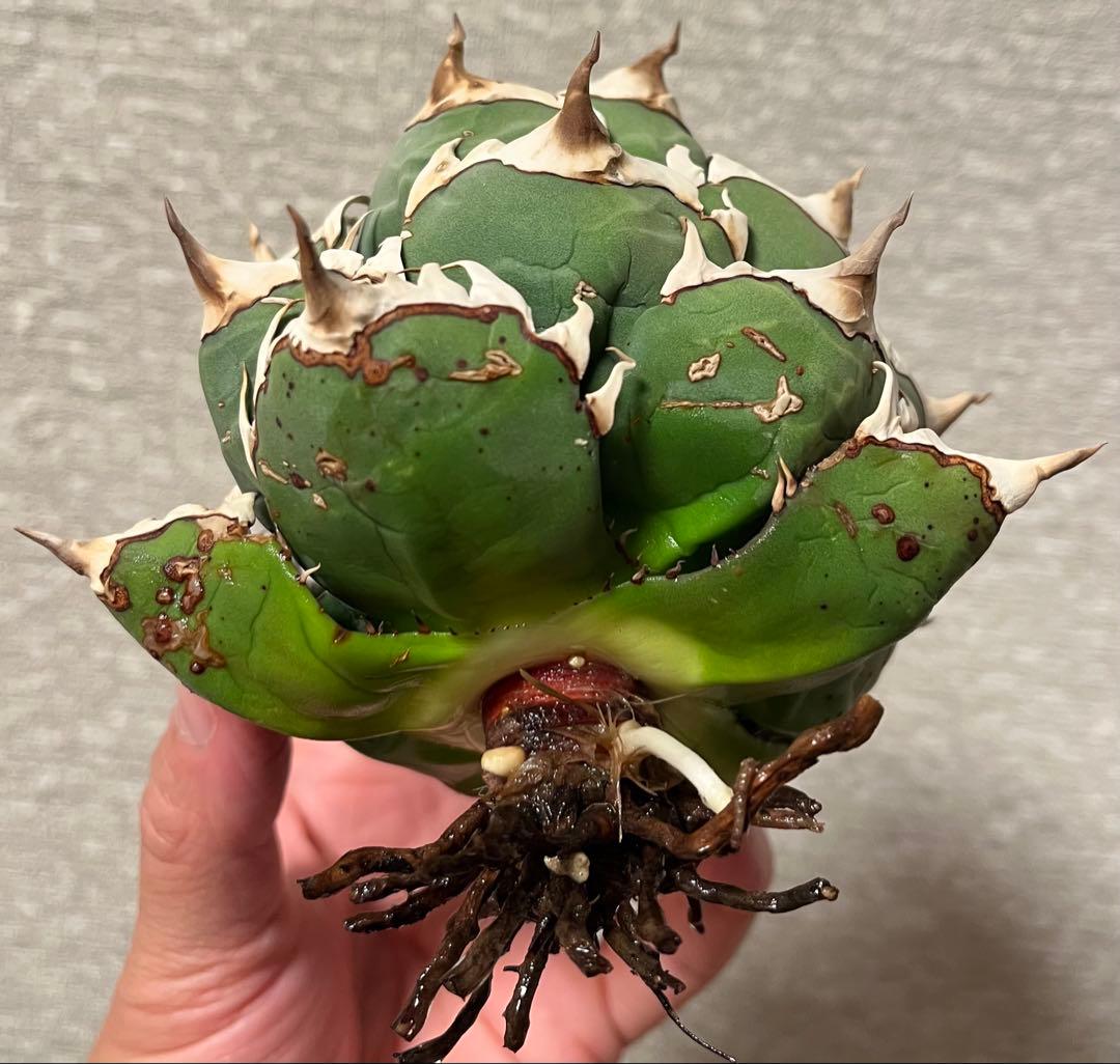 【値下げ】コレクション株　レッドキャットウィーズル　ボールタイプ　極上株