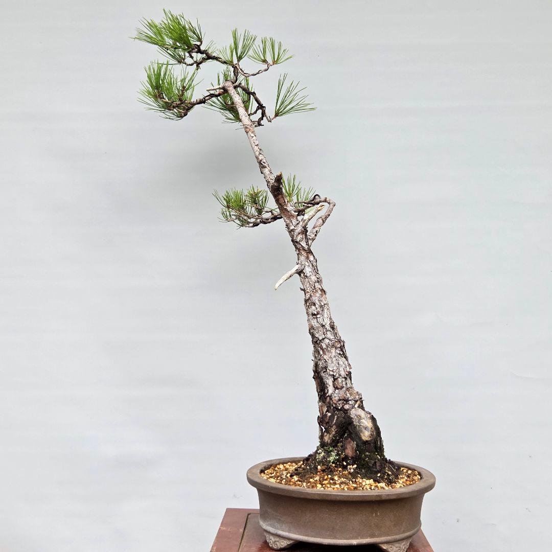 赤松　[文人風斜幹木]　大品盆栽