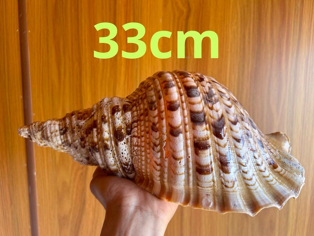 法螺貝33cm