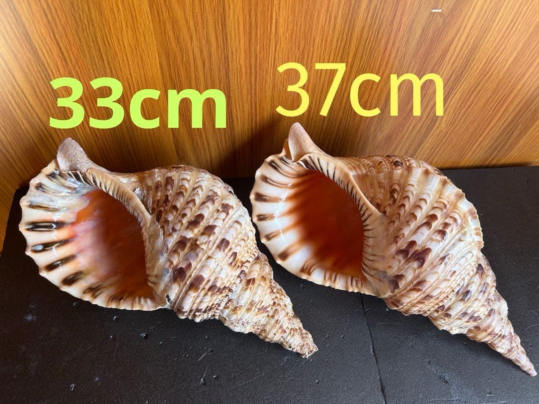 法螺貝33cm