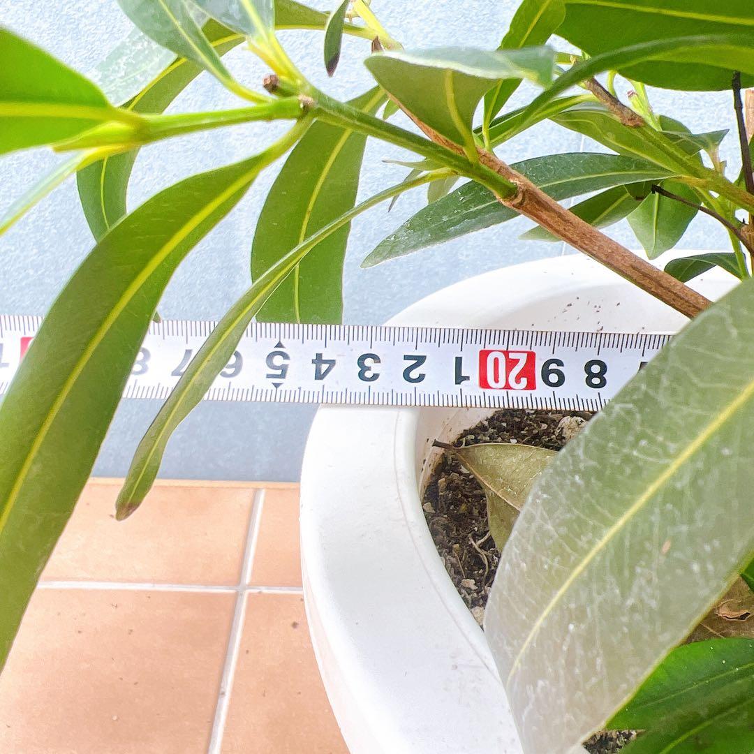 現品　アマゾンオリーブ　30番　オリーブ　観葉植物　希少　インテリアグリーン