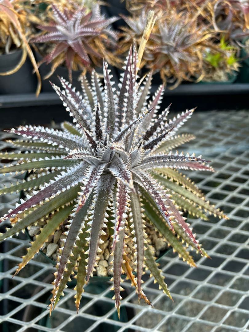 人気 ディッキア ビッグブラザー Dyckia Big Brother