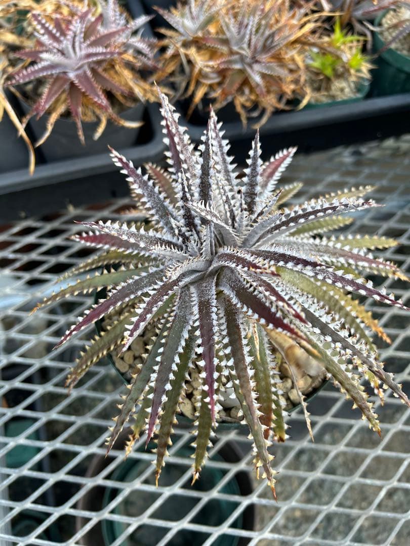 人気 ディッキア ビッグブラザー Dyckia Big Brother