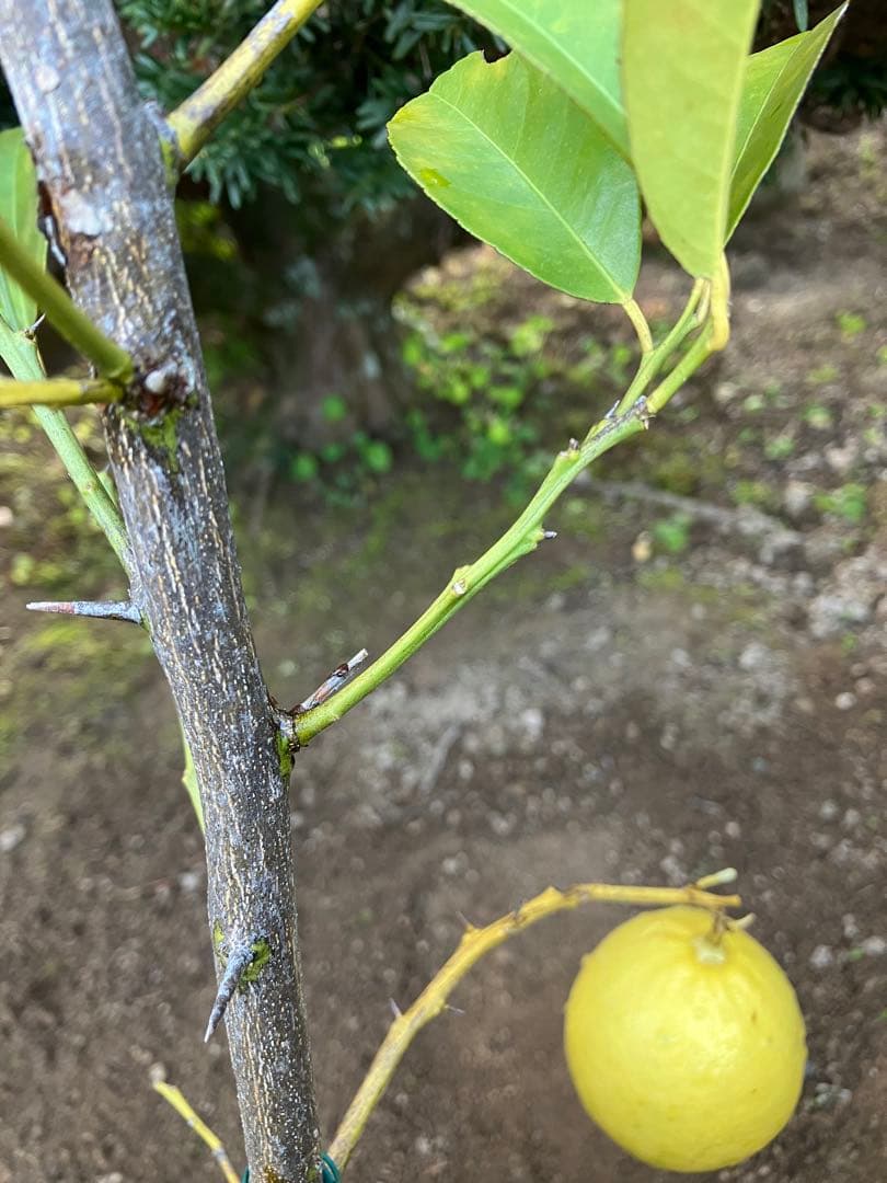無農薬 レモン✳︎ スイートレモネード ✳︎ レモネードレモン 実 gwtcs7