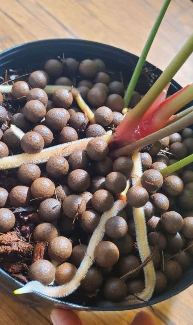 1㎏限定4セットのみ　奇跡の天然鉱石「ぐんぐん玉」観葉植物用です。