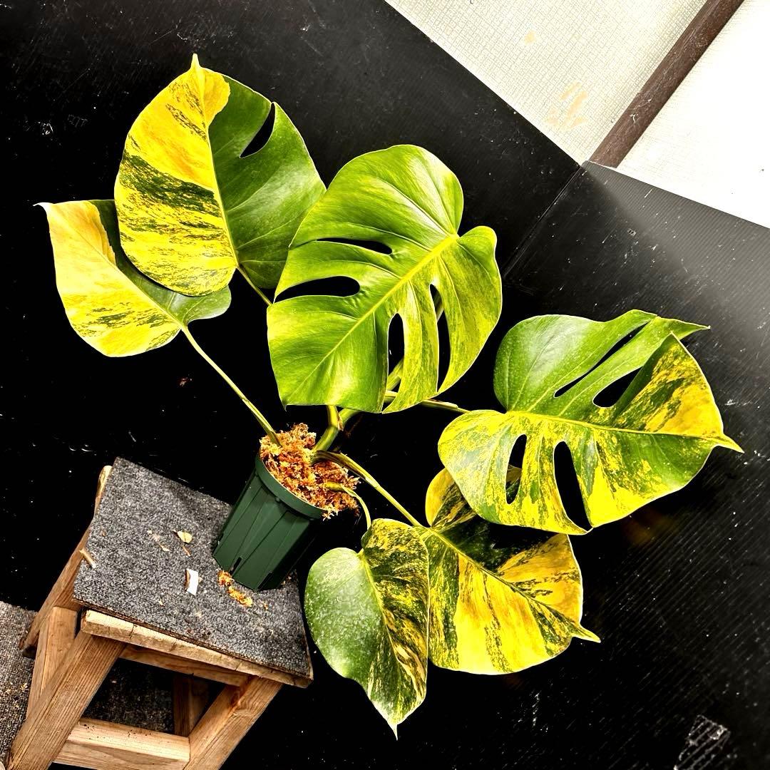 超*✿様 斑入りモンステラボルシギアナオーレア黄斑50㎝鉢植え/検索→イエローマ