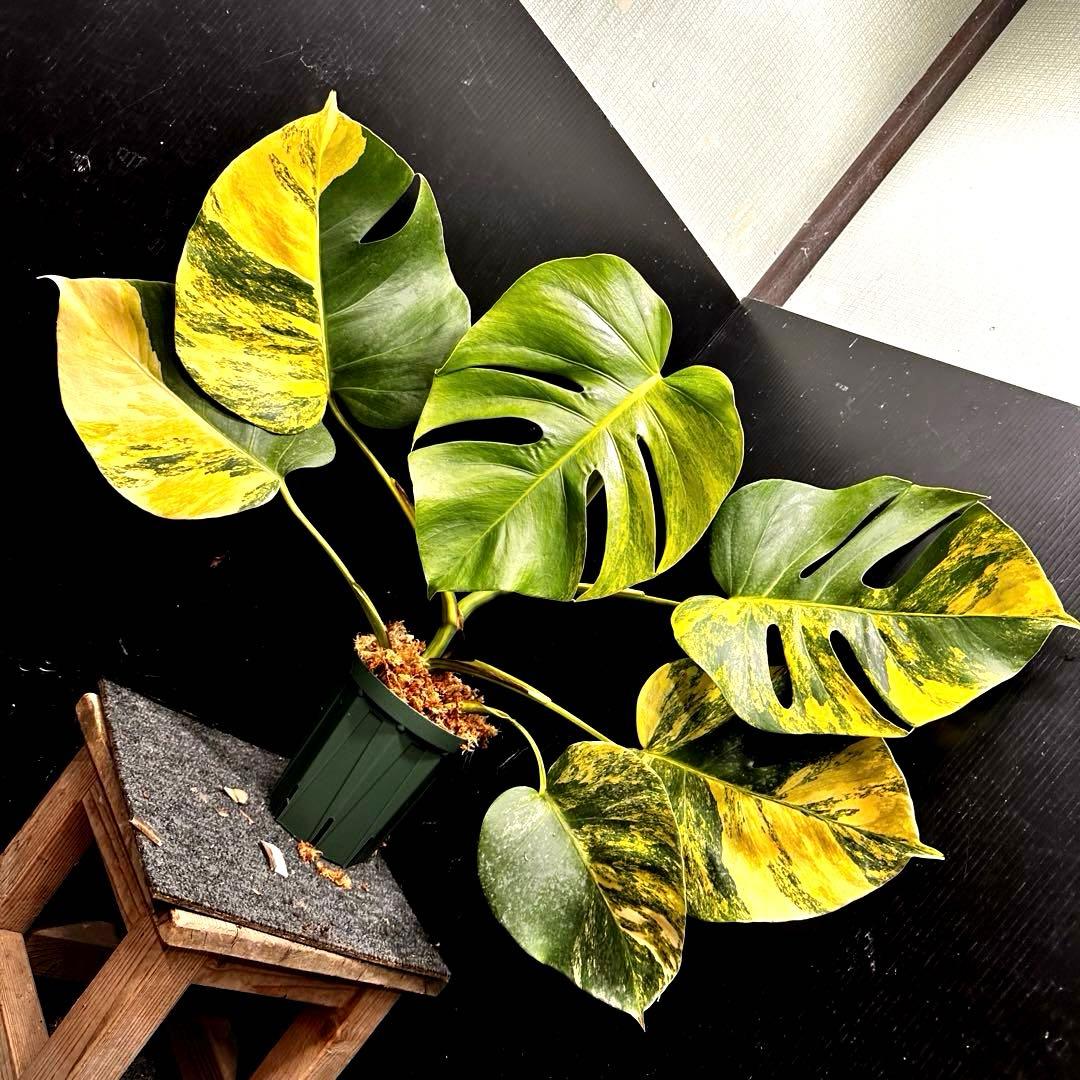 超*✿様 斑入りモンステラボルシギアナオーレア黄斑50㎝鉢植え/検索→イエローマ