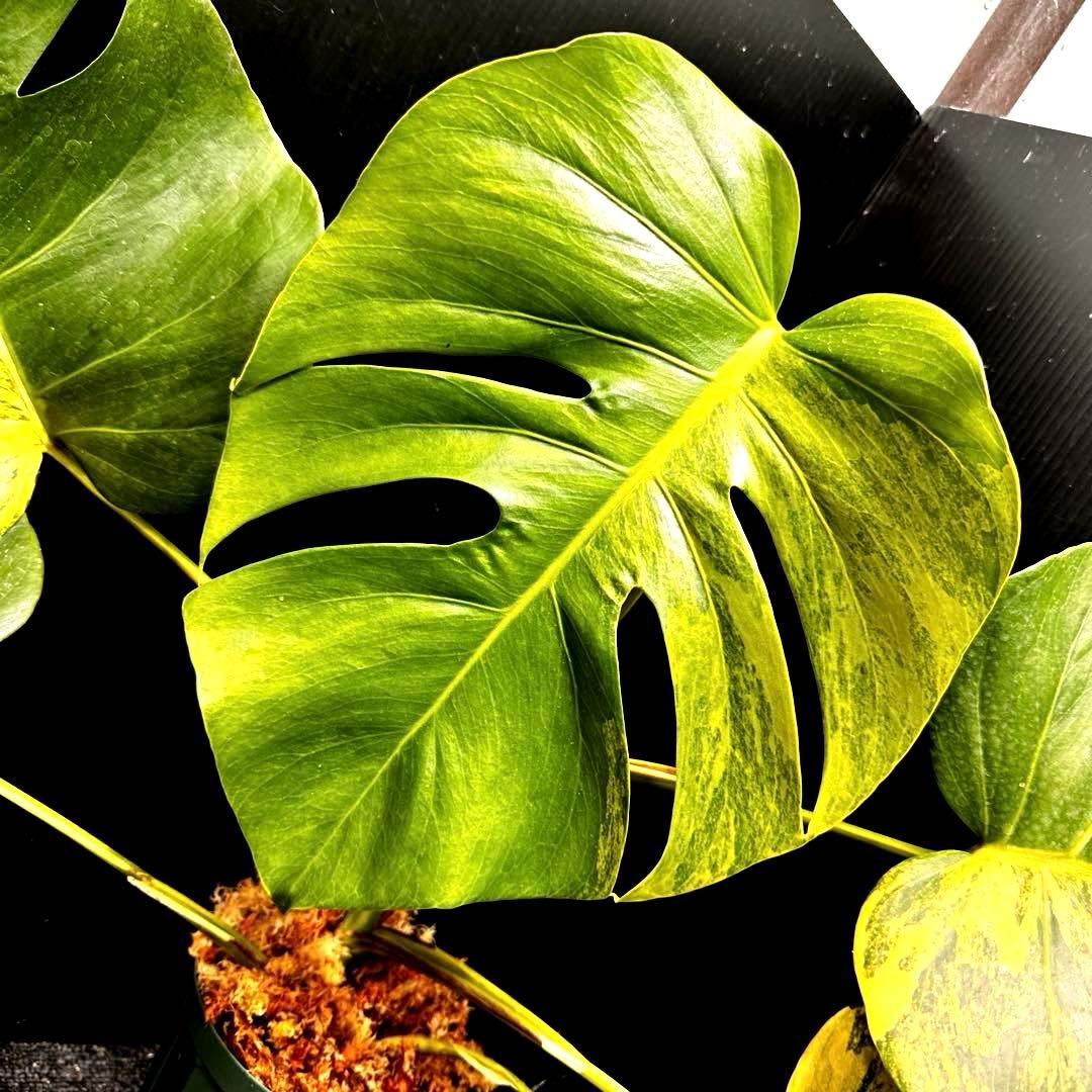 超*✿様 斑入りモンステラボルシギアナオーレア黄斑50㎝鉢植え/検索→イエローマ