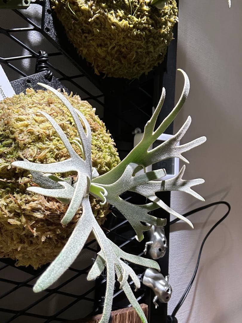 P.willinckii Totoro spore トトロ　ビカクシダ