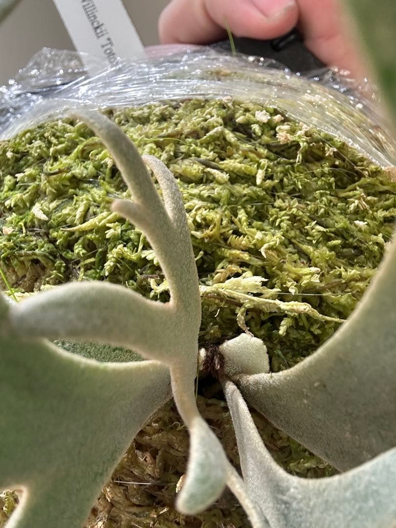 P.willinckii Totoro spore トトロ　ビカクシダ