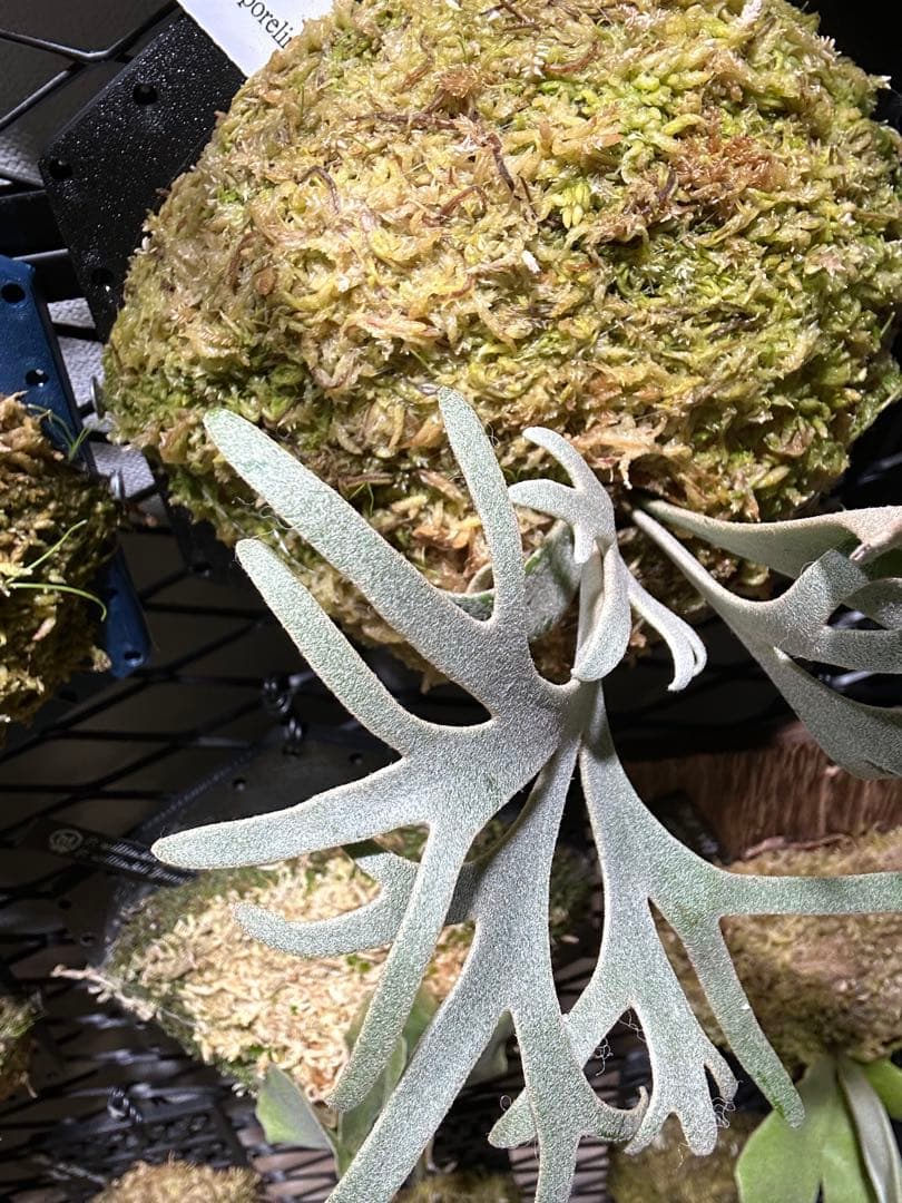 P.willinckii Totoro spore トトロ　ビカクシダ