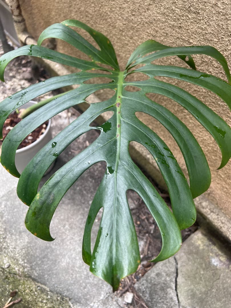 【スケルトン】ミドルカット モンステラ