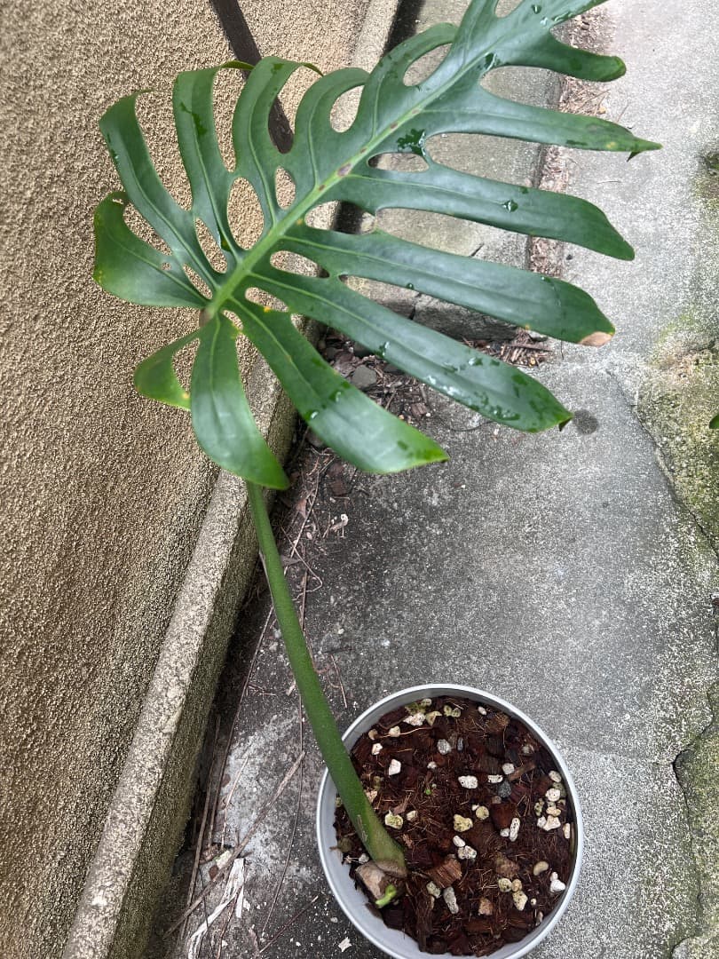 【スケルトン】ミドルカット モンステラ