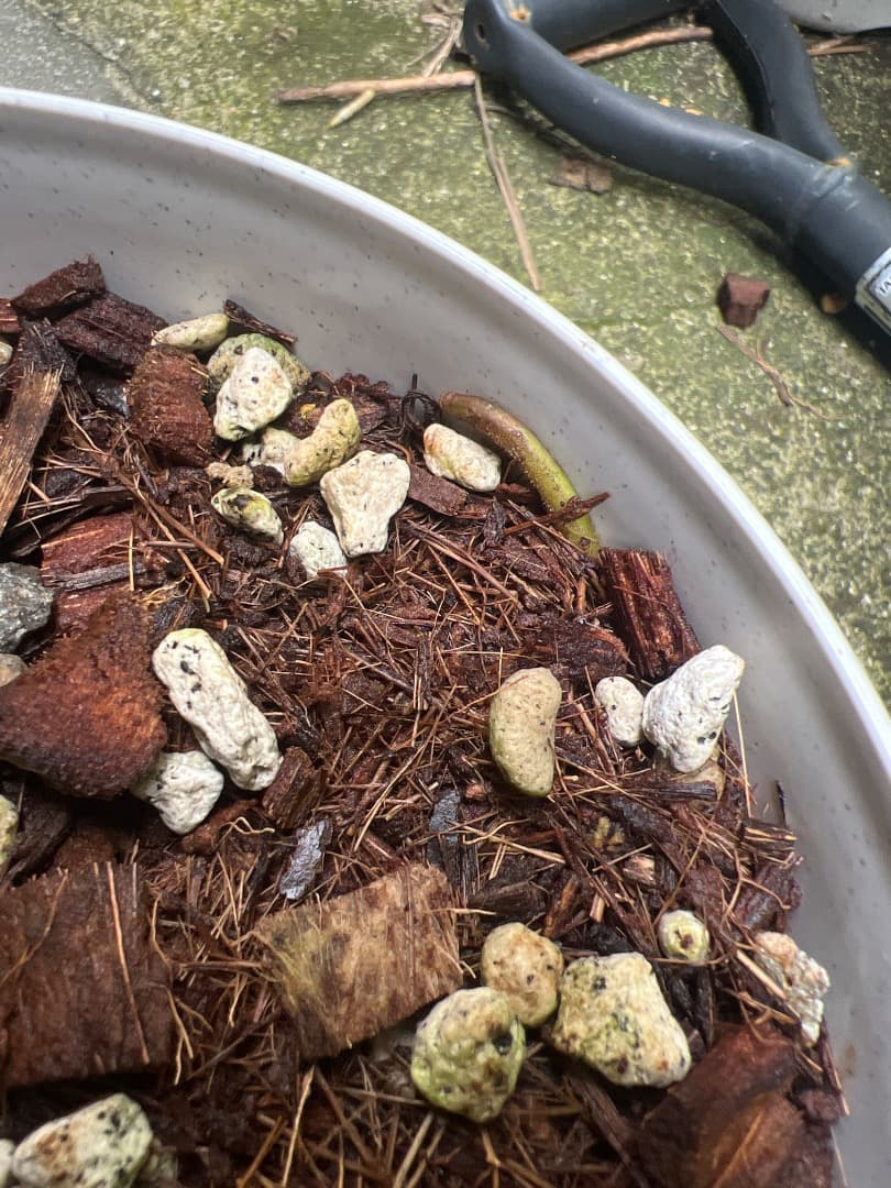 【スケルトン】ミドルカット モンステラ