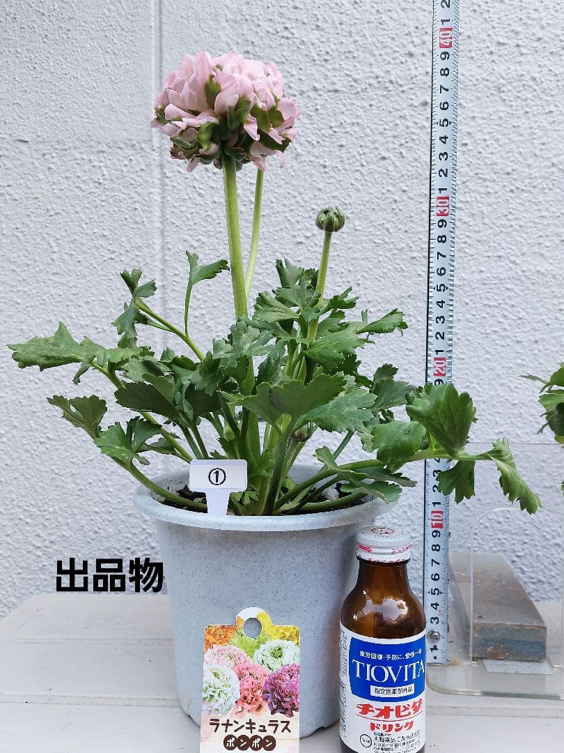 レア色、ラナンキュラスポンポン『ハーマイオニー』本物、透け感綺麗な5号鉢植え大苗