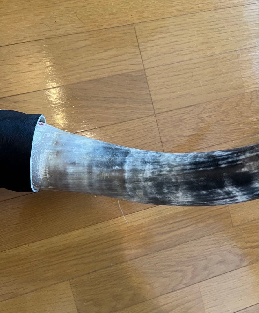 巨大実物　牛ツノ　オブジェ　ウエスタン　送料込み　130cm horn