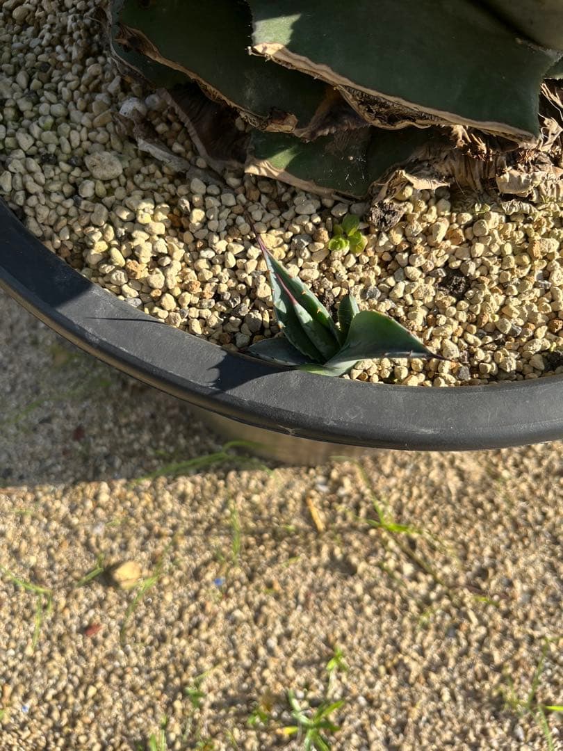 アガベ　サルミアナ　フェロックス　ローガンカルホーン　ＸＸＬサイズ