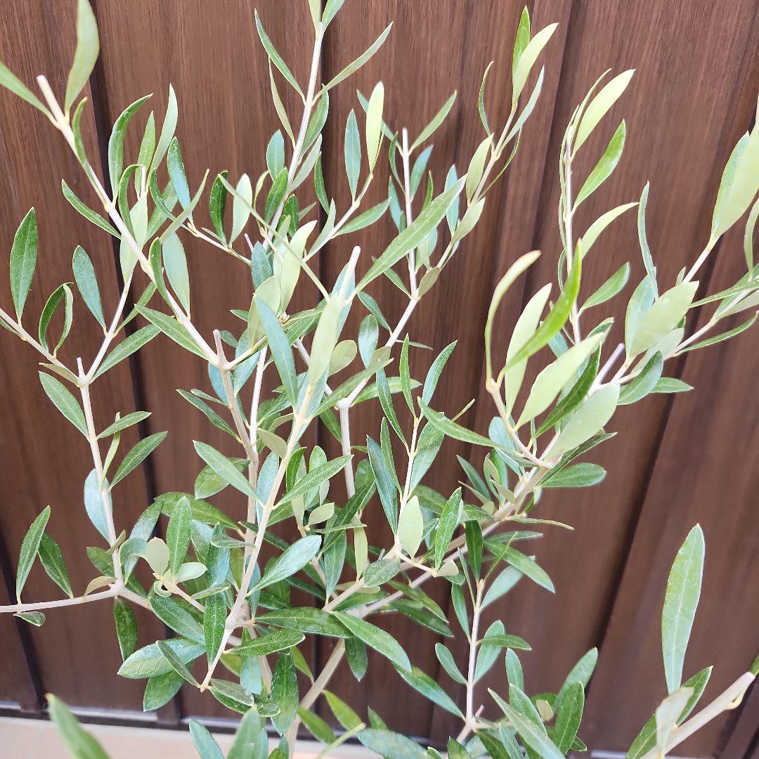 オリーブの木　エルグレコ　テラコッタ鉢植え　苗　シンボルツリー