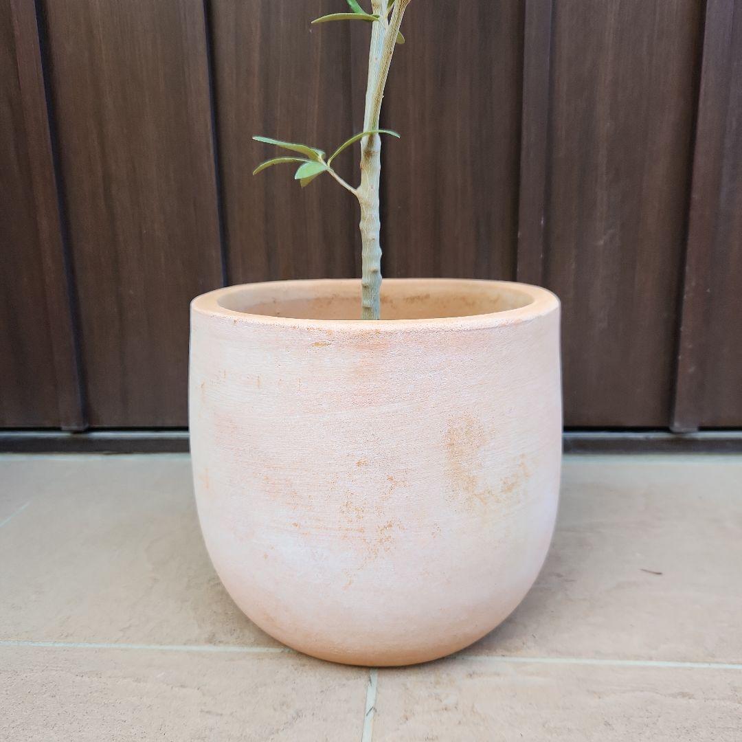 オリーブの木　エルグレコ　テラコッタ鉢植え　苗　シンボルツリー