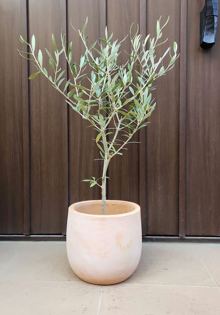 オリーブの木　エルグレコ　テラコッタ鉢植え　苗　シンボルツリー