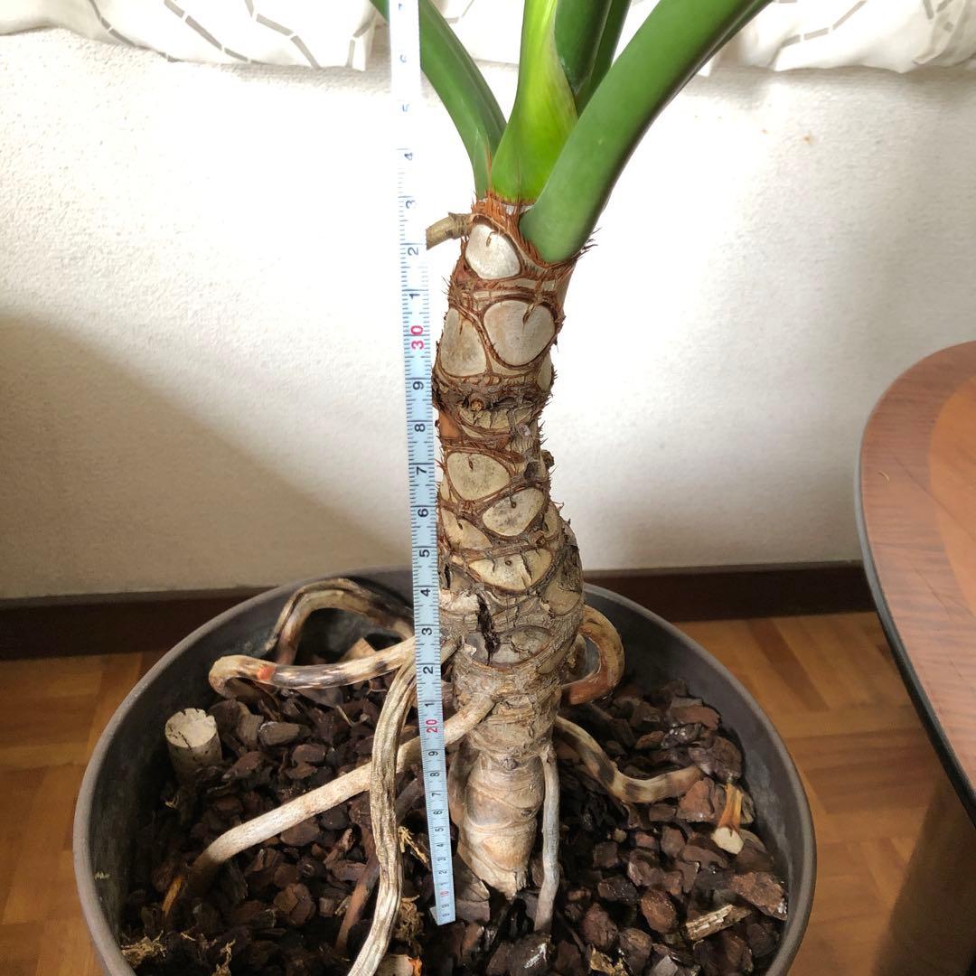 セローム　根上がり