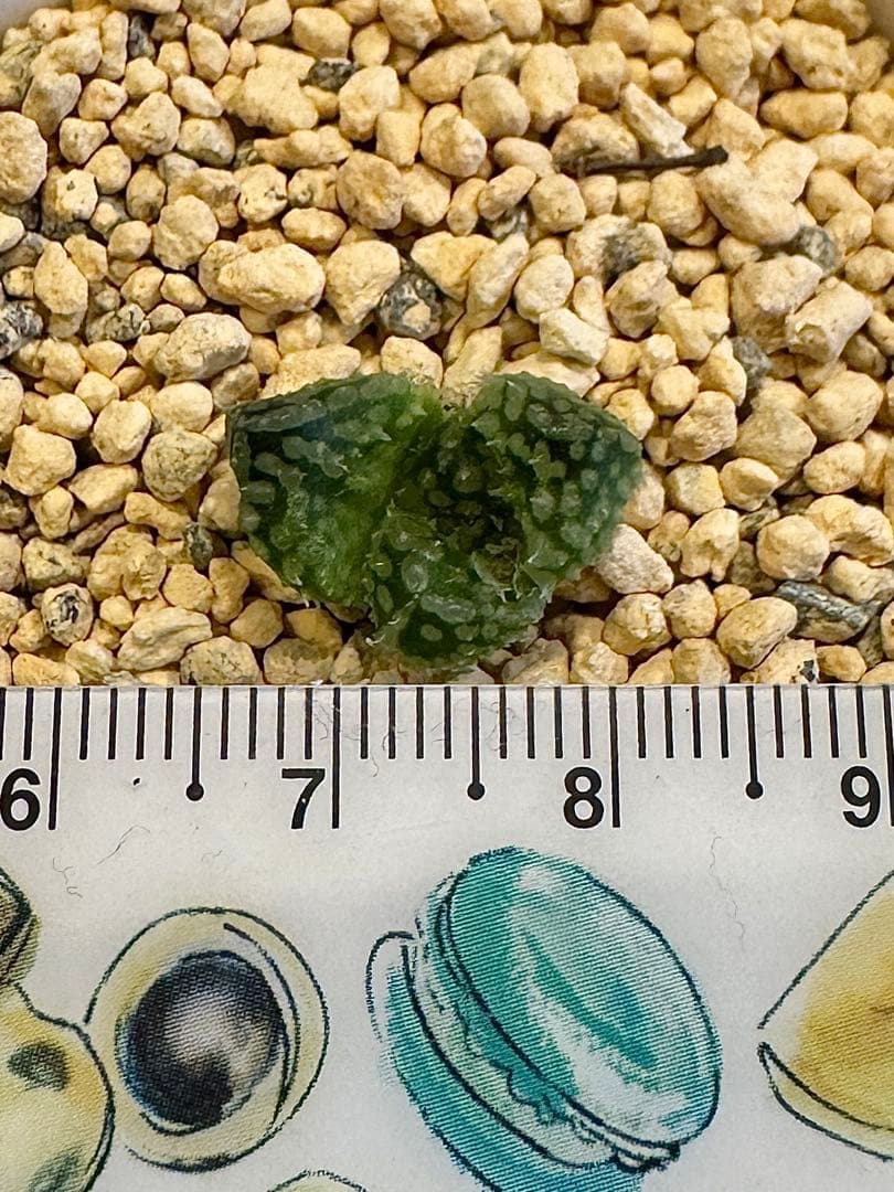 ハオルチア　王蟲　カキ仔　未発根
