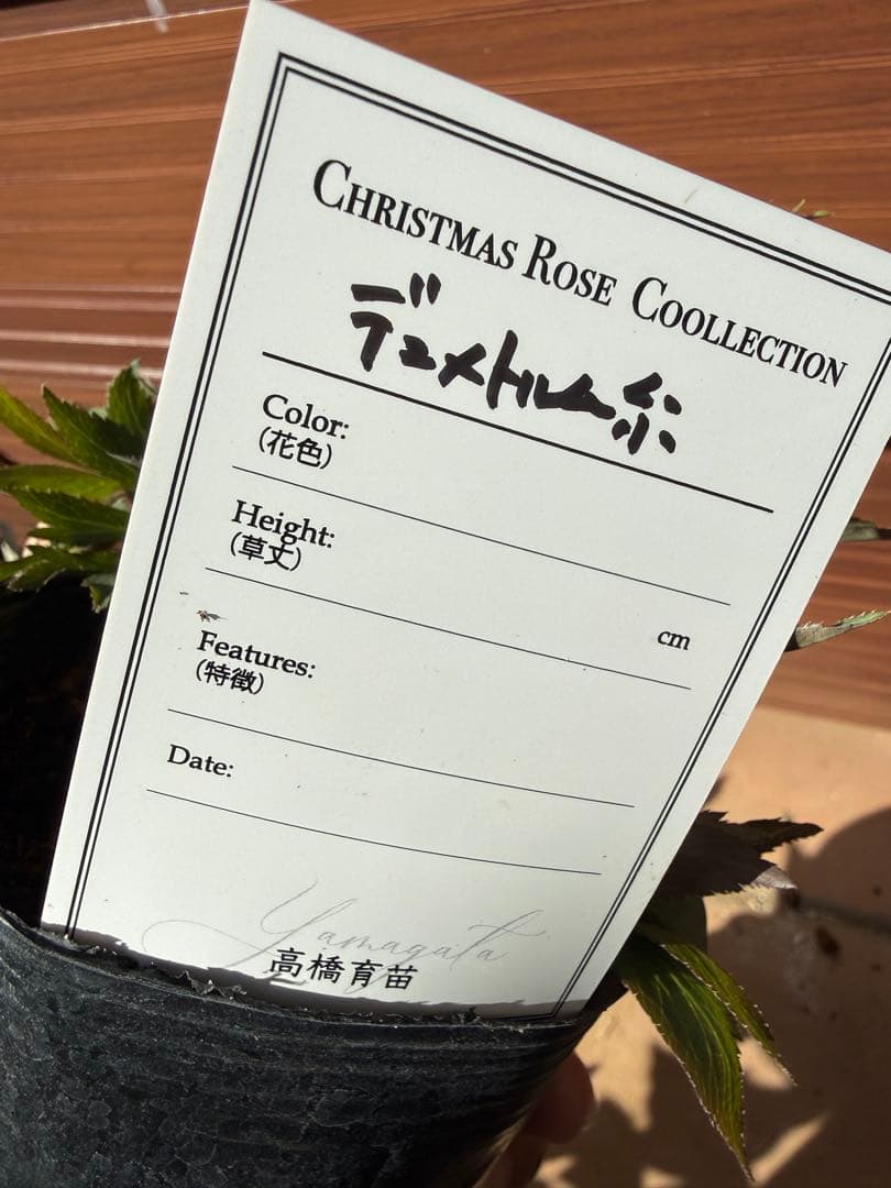 【未株分】高橋育苗 クリスマスローズ リトルビースト デュメ系交配