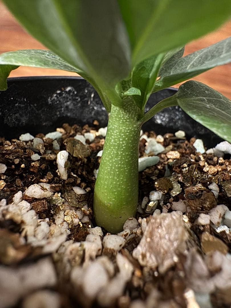 アデニアペチュエリー adenia pechuelii塊根植物 観葉植物 実生