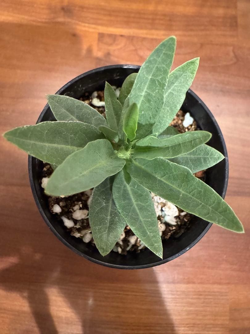 アデニアペチュエリー adenia pechuelii塊根植物 観葉植物 実生