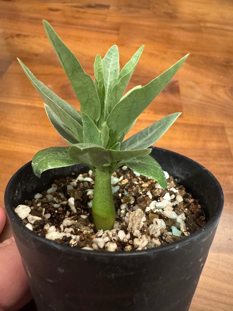 アデニアペチュエリー adenia pechuelii塊根植物 観葉植物 実生