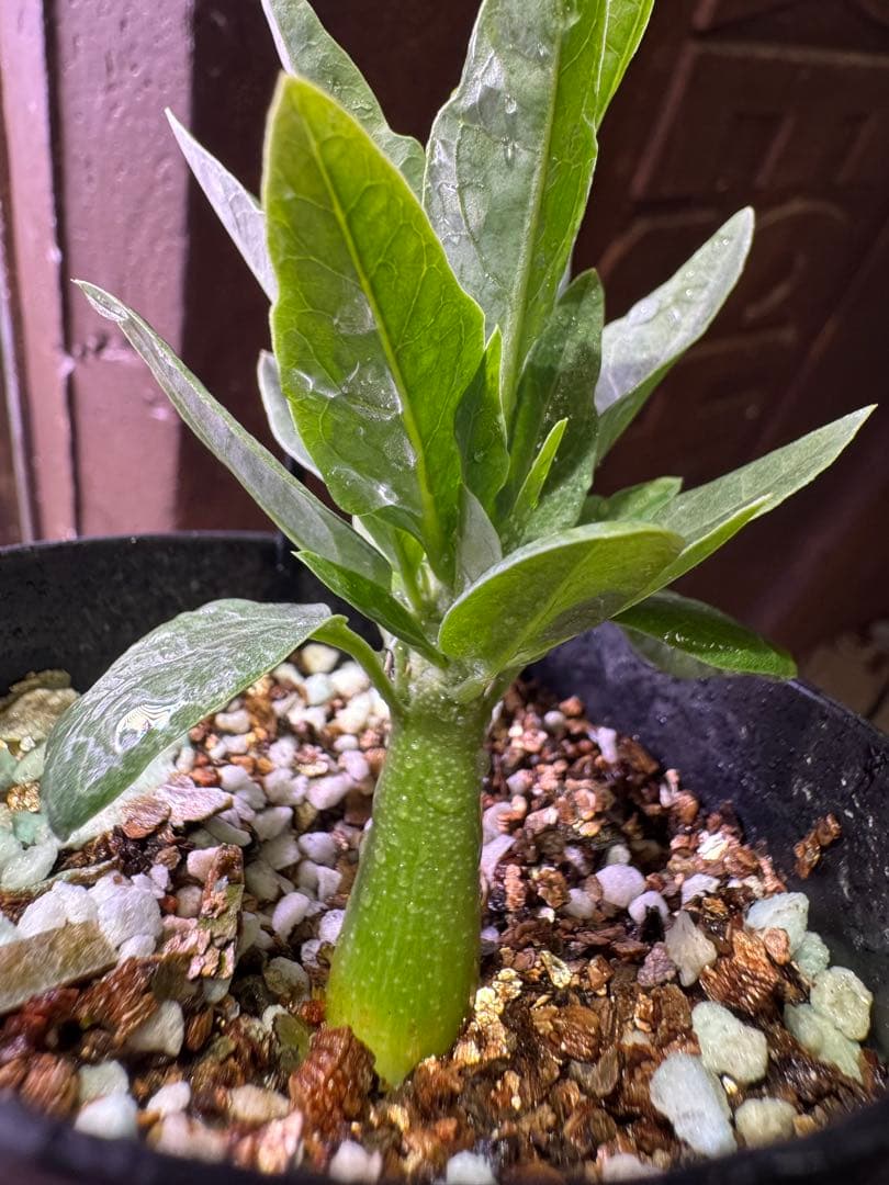 アデニアペチュエリー adenia pechuelii塊根植物 観葉植物 実生