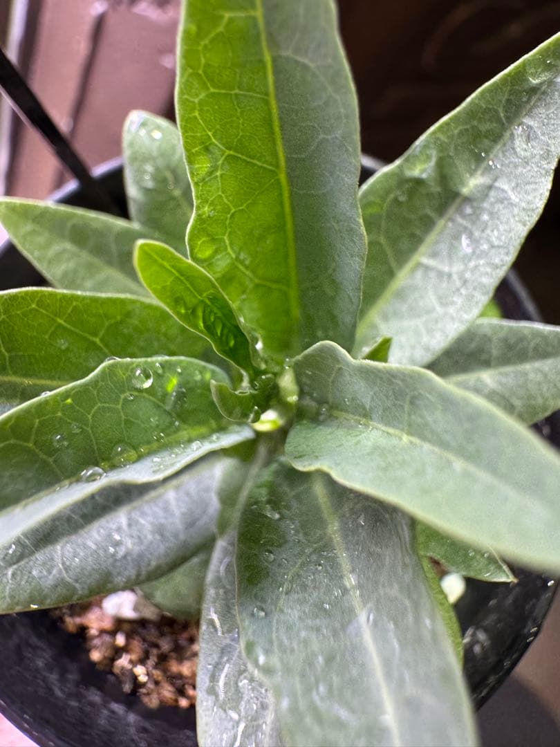 アデニアペチュエリー adenia pechuelii塊根植物 観葉植物 実生