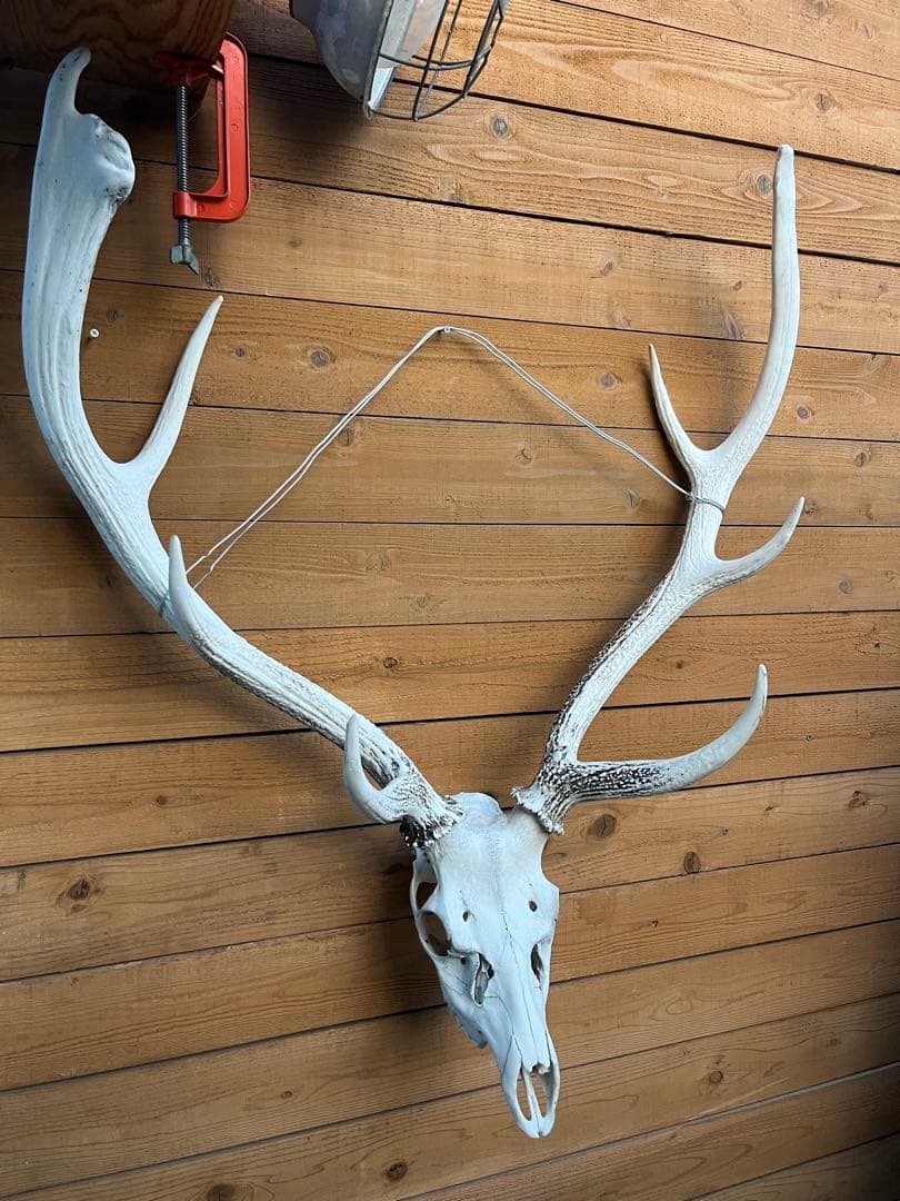 ニホンシカ 二股角の鹿 トロフィー　鹿の頭骨 壁掛け装飾
