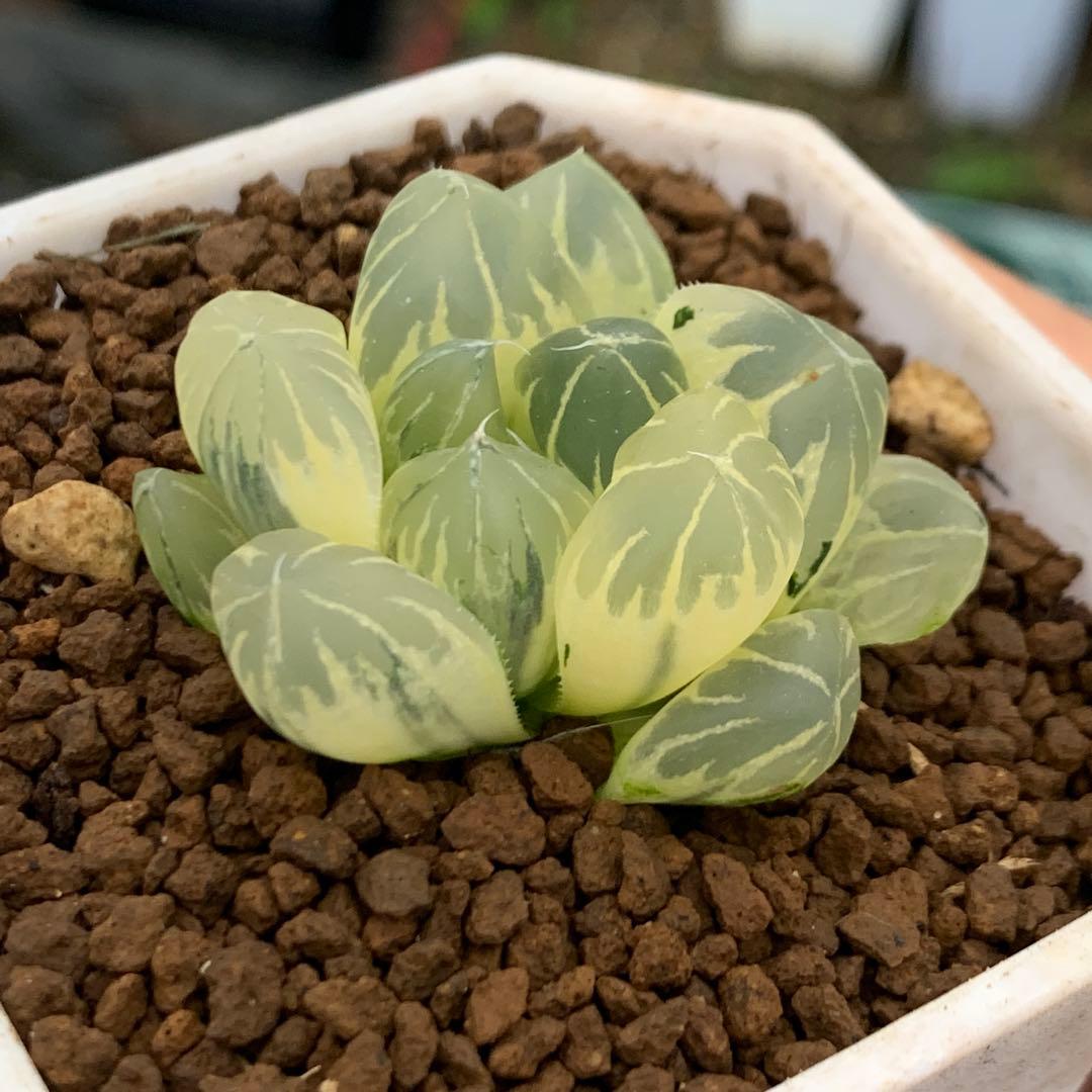 多肉植物 ハオルチア 水晶オブツーサ錦糊斑