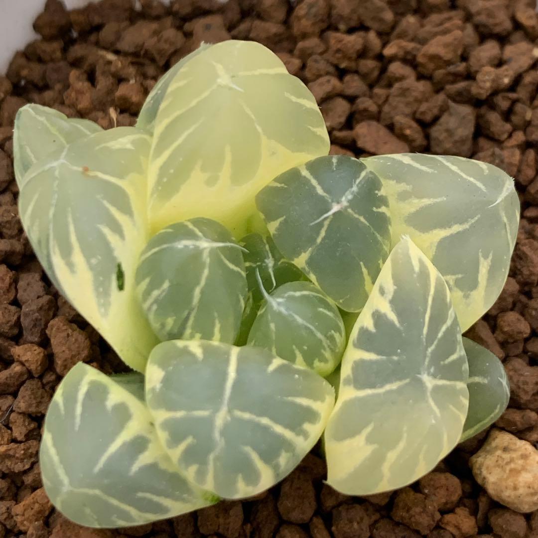 多肉植物 ハオルチア 水晶オブツーサ錦糊斑