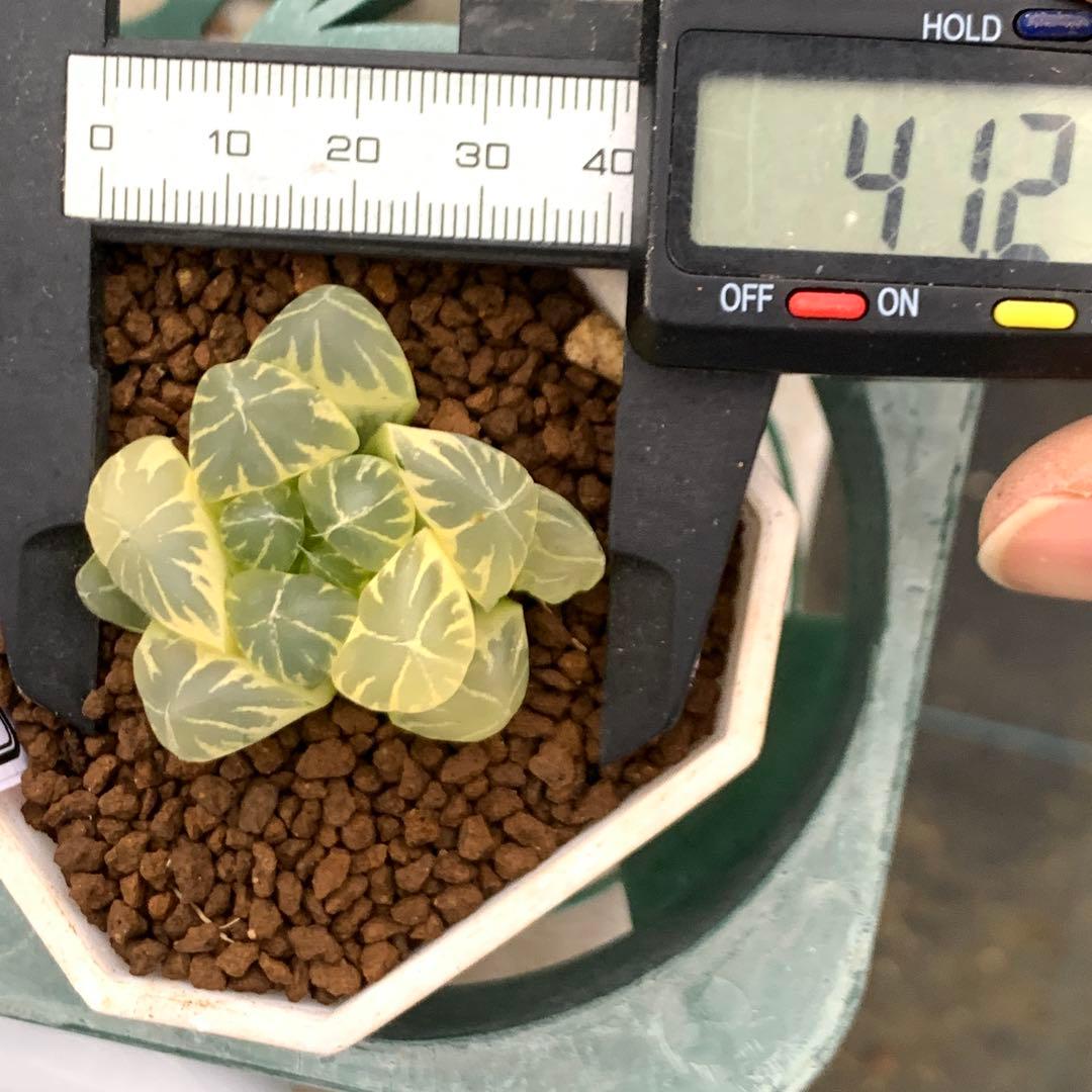 多肉植物 ハオルチア 水晶オブツーサ錦糊斑